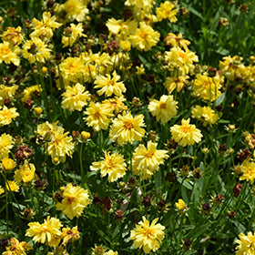 Perennials