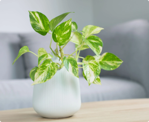 Houseplants