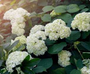 Shrubs