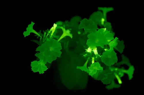 The Firefly Petunia: A Glowing Marvel for Your Garden