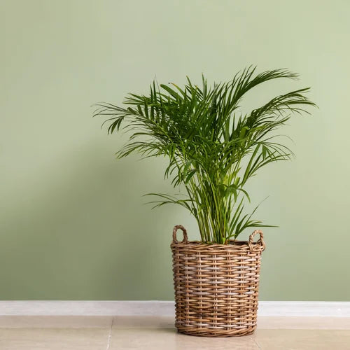 Oxygen-Producing Houseplants: The Benefits of Bringing More Greenery Indoors