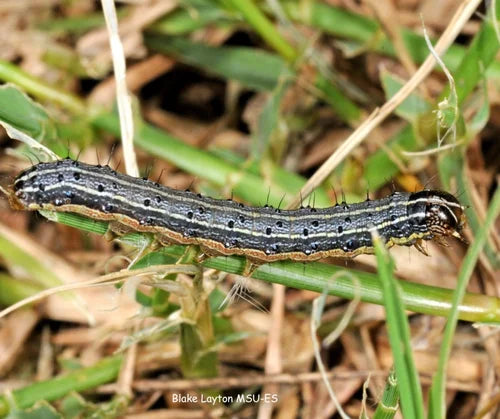Managing Armyworms: A Balanced Approach to Lawn Care and Pest Control