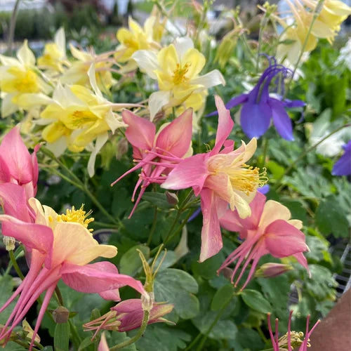 Best Spring Bulbs to Plant in Zone 8: A Guide for Aiken, SC Gardeners