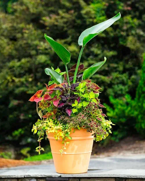 The Secret to Beautiful Container Gardens: Thriller, Filler, Spiller Explained
