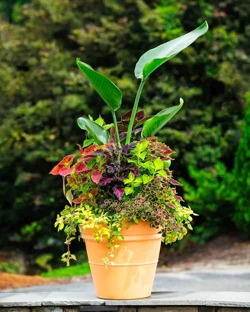 The Secret to Beautiful Container Gardens: Thriller, Filler, Spiller Explained