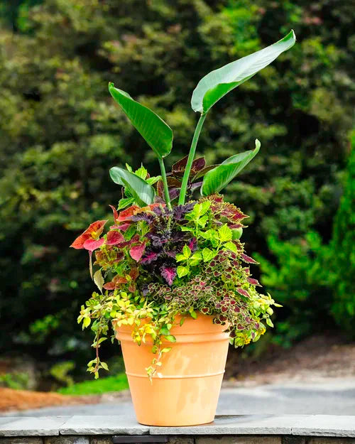 The Secret to Beautiful Container Gardens: Thriller, Filler, Spiller Explained