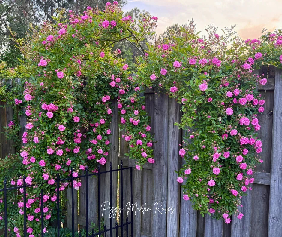 The Resilient Beauty of the Peggy Martin Rose: A Symbol of Hope and Renewal