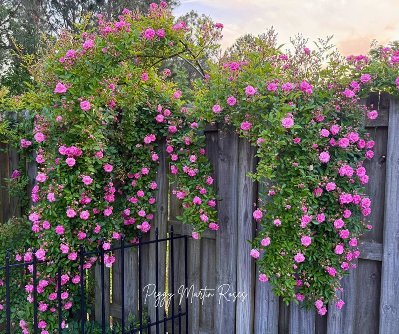 The Resilient Beauty of the Peggy Martin Rose: A Symbol of Hope and Renewal