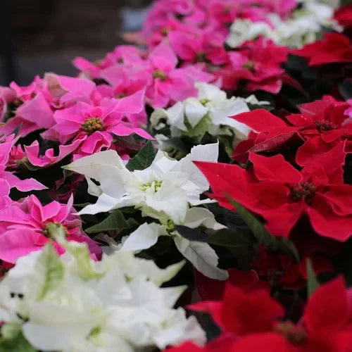 Caring for Holiday Plants: Keep the Magic Alive All Season Long