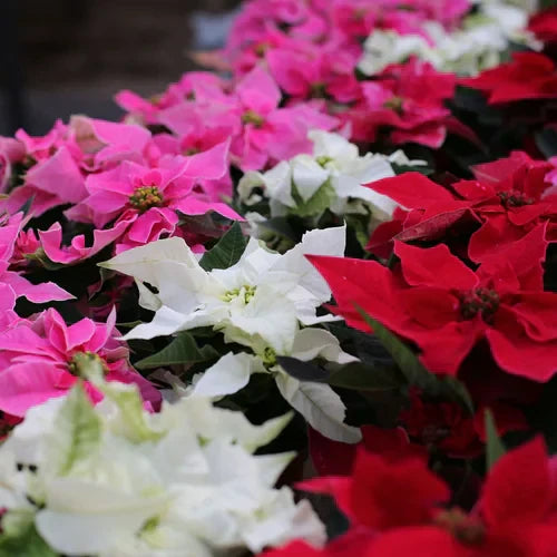 Caring for Holiday Plants: Keep the Magic Alive All Season Long