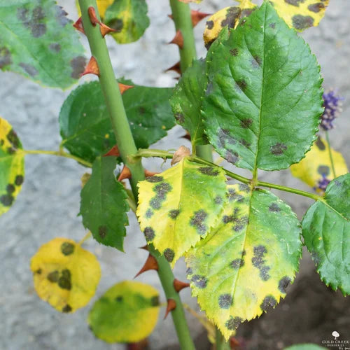 Yellow Leaf Spot on Roses and Hydrangeas