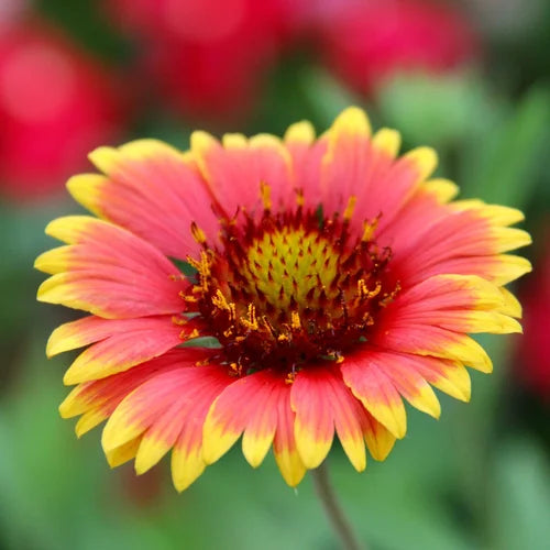 Summer May Be Ending, But Your Garden’s Beauty Doesn’t Have To!