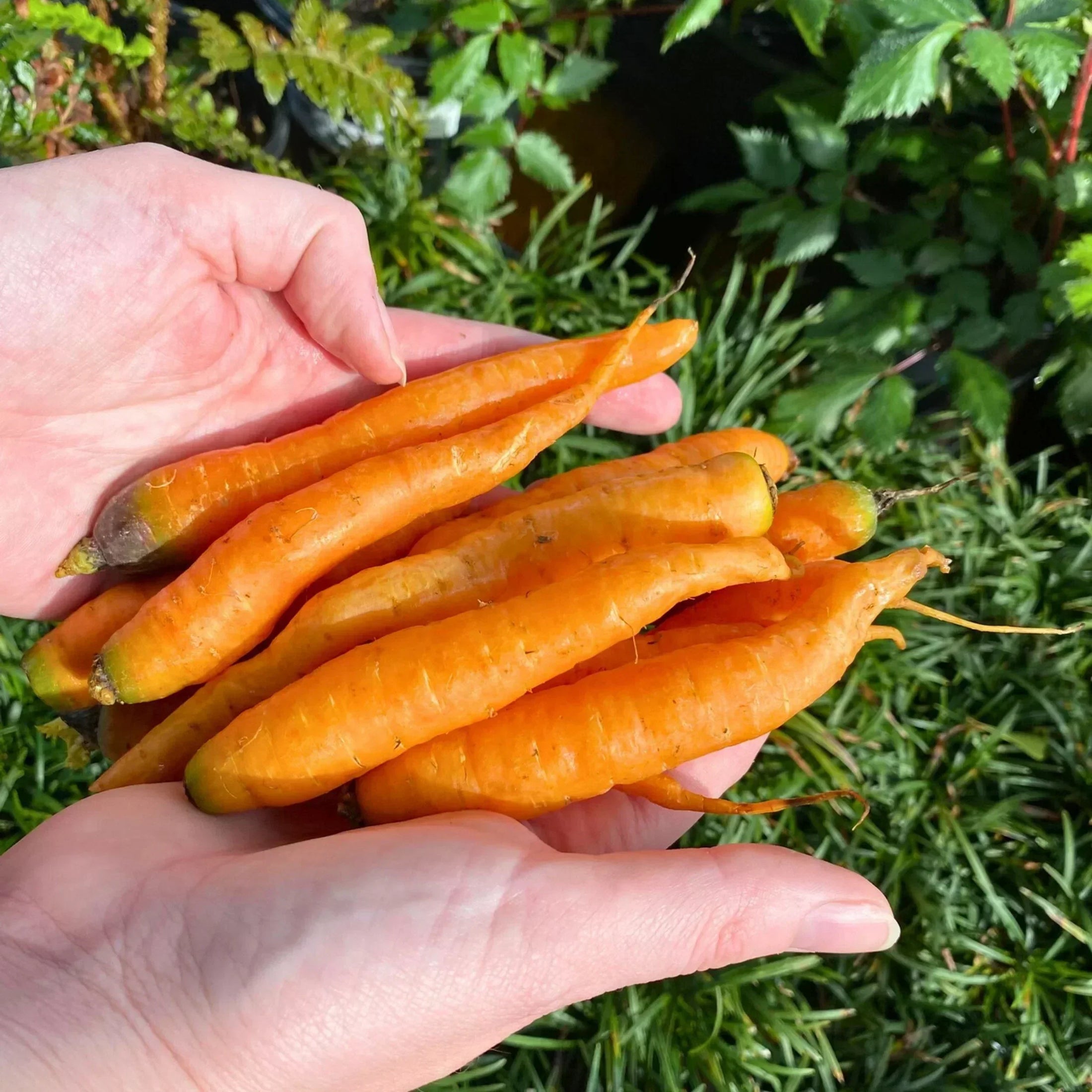 Real Baby Carrots: A Seasonal Delight Worth Savoring