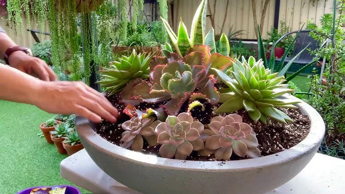 Dish Garden Workshop