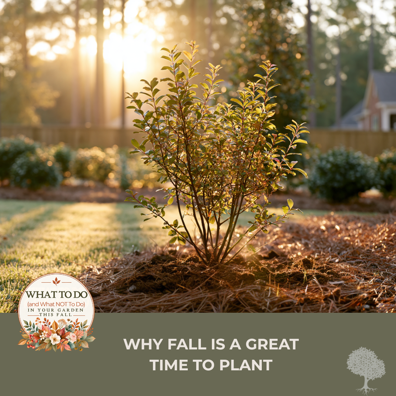 Why Fall Is a Great Time to Plant in the CSRA