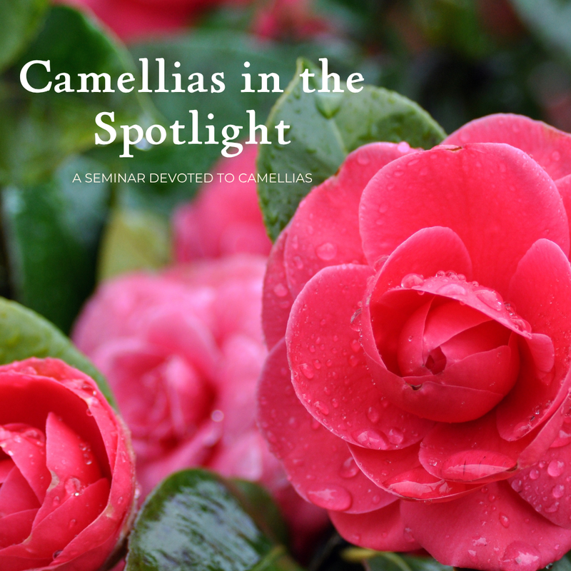 Camellias in the Spotlight