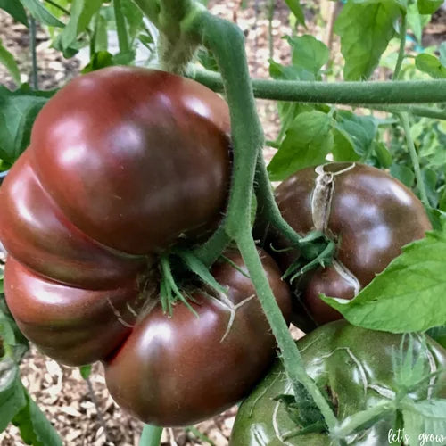 Cherokee Purple Tomatoes: History, Flavor, and Why They're One of the Best Heirloom Tomatoes