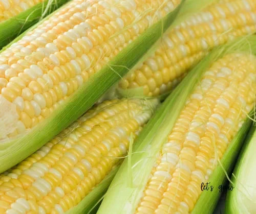 Sweet Corn Season: How to Enjoy Summer's Favorite Vegetable