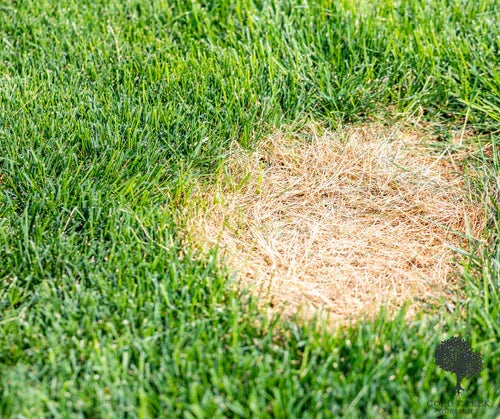 Mastering Dollar Spot: A Comprehensive Guide for Lawn Enthusiasts