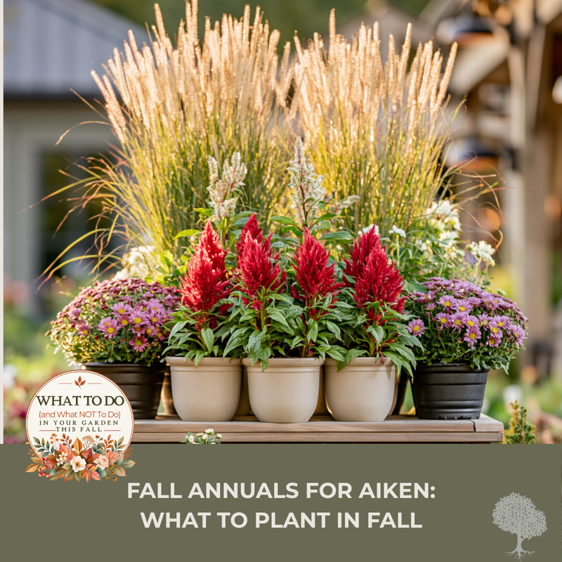 Fall Annuals for Aiken: What to Plant in September and October