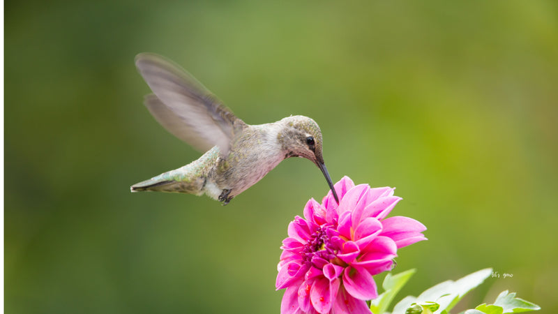 Transform Your Garden into a Hummingbird Sanctuary: Best Plants to Grow