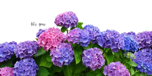 Change the Color of Your Hydrangeas: A Gardener’s Guide for Zone 8A