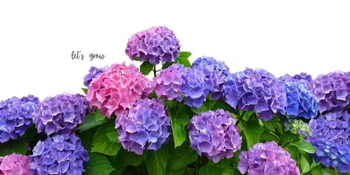 Change the Color of Your Hydrangeas: A Gardener’s Guide for Zone 8A