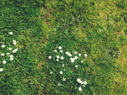 Keeping Your Lawn and Shrubs Healthy: Understanding Landscape Diseases
