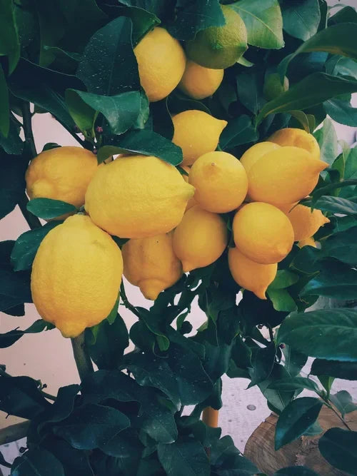 The Wonderful World of Lemons: Exploring Four Unique Varieties