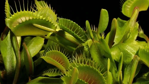The Carolina’s Carnivorous Plant