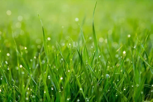 Navigating Hot Spots and Pythium Disease in Your Lawn: Expert Tips