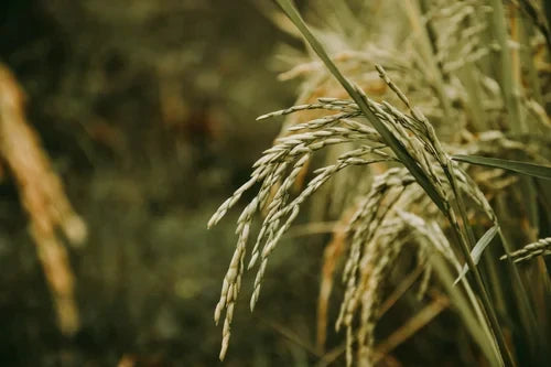 The Golden Legacy of South Carolina: Uncovering the State's Rich Rice Heritage