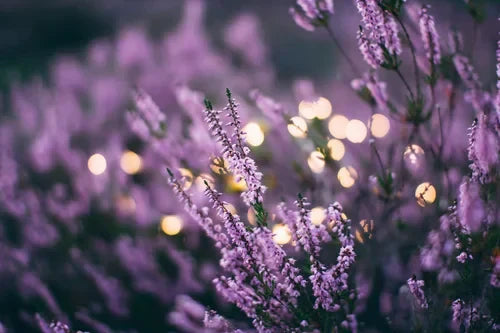 Using Plants to Naturally Repel Mosquitoes and Flies in Your Yard