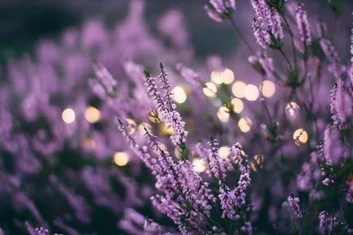 Using Plants to Naturally Repel Mosquitoes and Flies in Your Yard