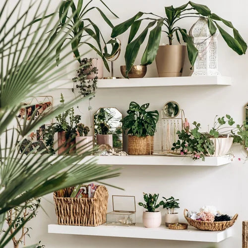 Avoid Unwanted Guests: How to Treat Outdoor Plants Before Moving Them Inside