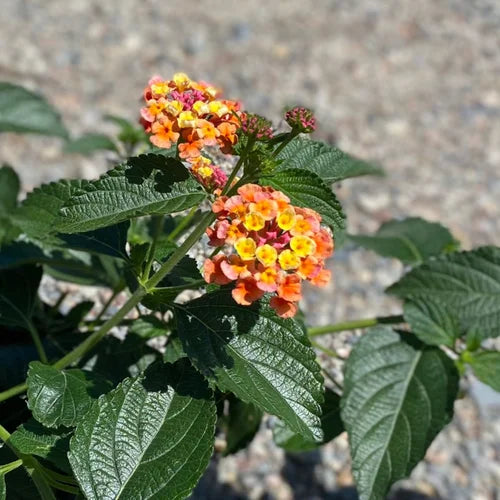 Lantana: The Versatile and Beautiful Plant for Your Garden