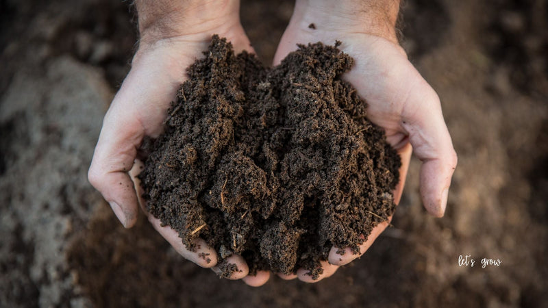 What "Let's Grow" Really Means at Cold Creek Nurseries