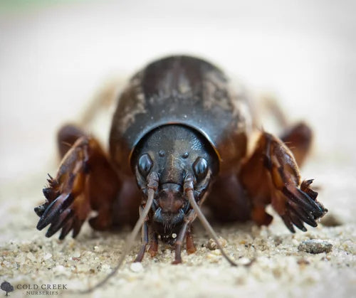 Unveiling the Underground Invaders: Mole Crickets