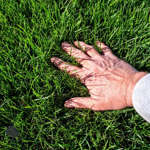 Enhancing Your Lawn's Health: The Advantages of Lawn Aeration