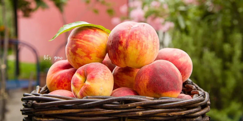 Freestone Peaches: A Juicy Southern Treasure