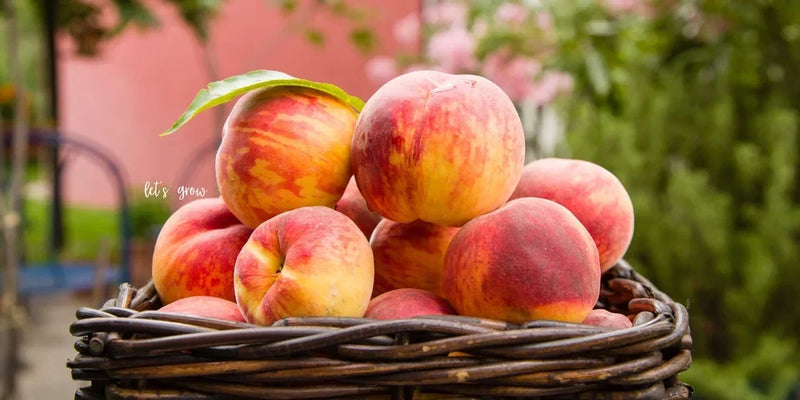 Freestone Peaches: A Juicy Southern Treasure