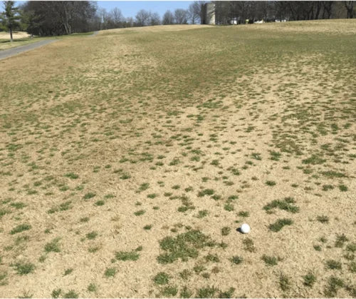 Managing Poa Annua: The Winter Weed That Won’t Quit