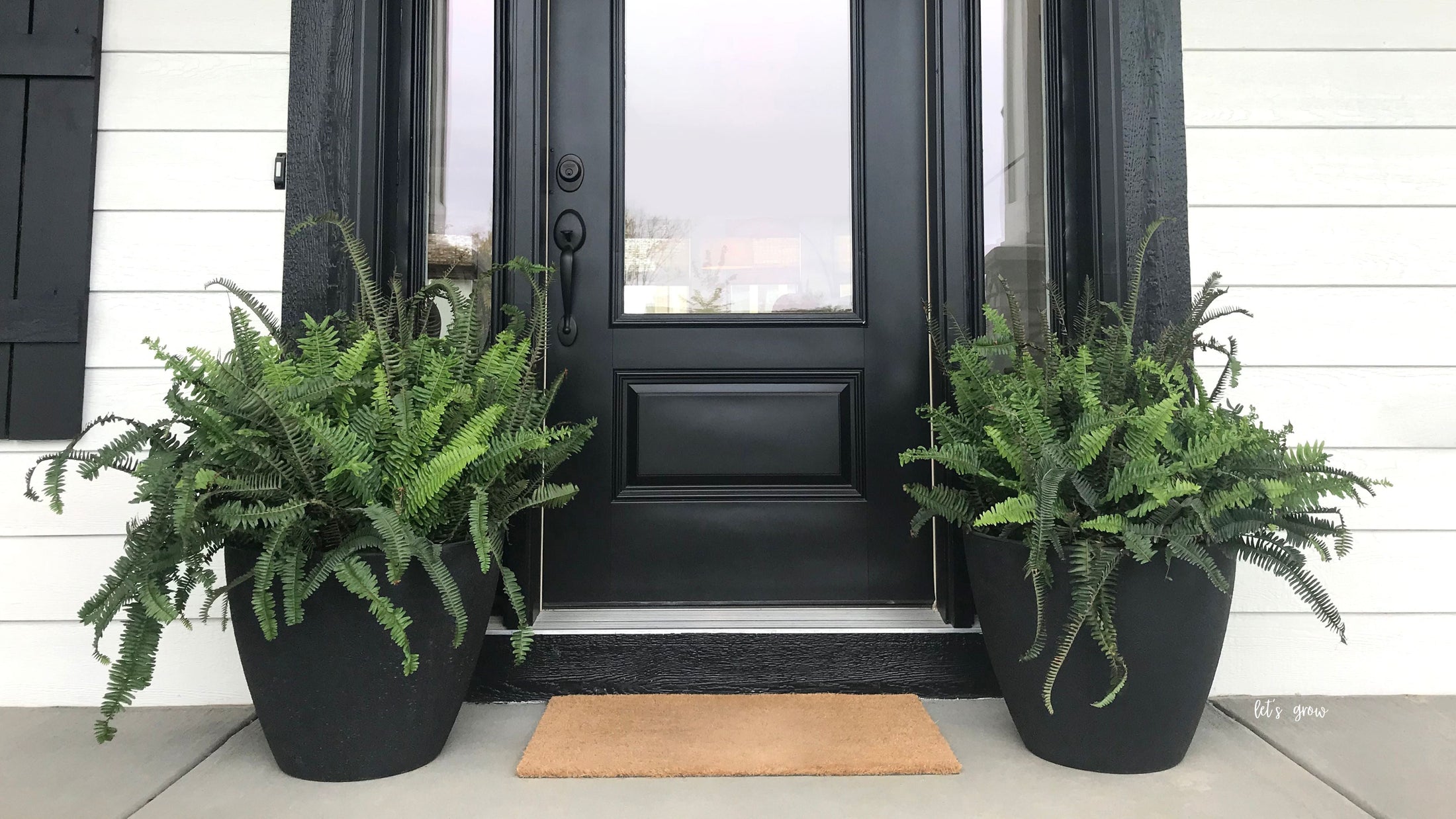 The Timeless Beauty of Ferns: A Southern Staple for Your Porch