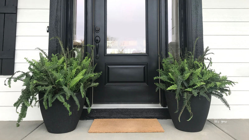 The Timeless Beauty of Ferns: A Southern Staple for Your Porch