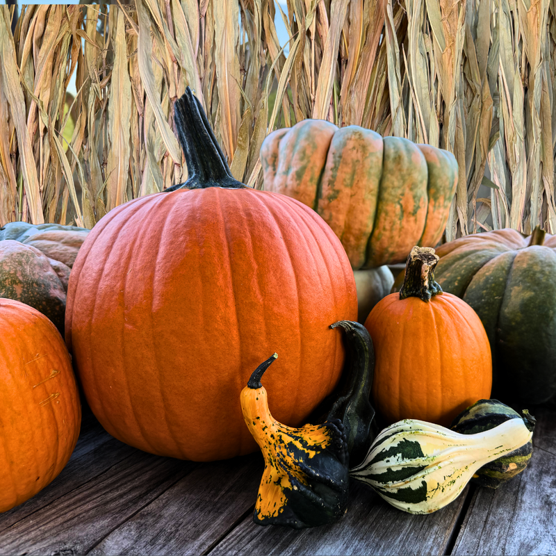 Pie Pumpkin vs. Carving Pumpkin: What's the Difference?