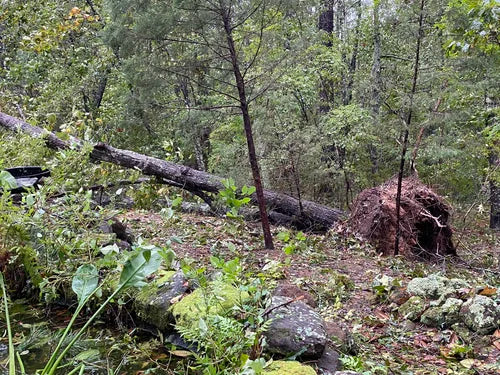 Restoring Your Landscape After Hurricane Helene: We're Here to Help