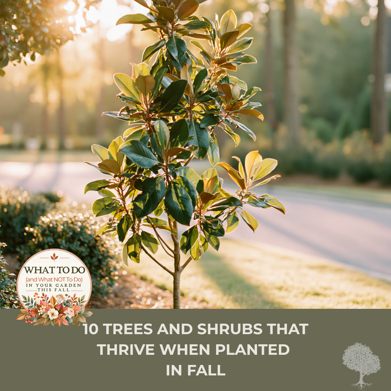 10 Trees and Shrubs That Thrive When Planted in Fall (South Carolina Edition)