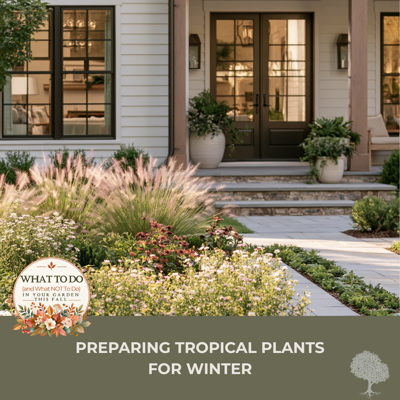 Preparing Tropical Plants for Winter