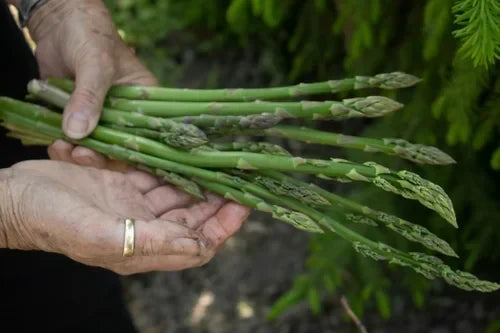 Asparagus: Unique Ways to Enjoy It and How to Pick the Best Stalks