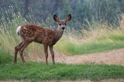 Protecting Your Garden from Deer: Effective Solutions for a Deer-Free Landscape